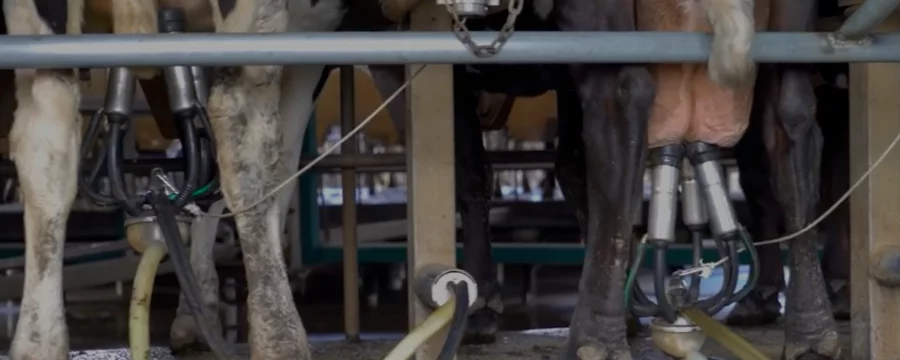 Cows being milked